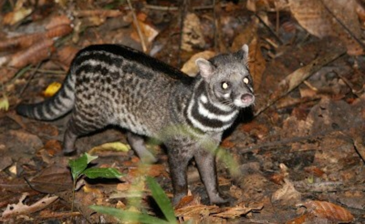 चुपचाप कहां गुम हो गए मालाबार सिवेट, क्या इत्र उद्योग की भेंट चढ़ गए