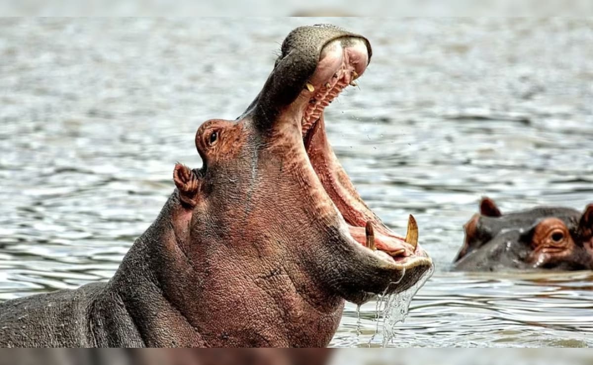 'हिप्पो ने मुझे पूरा निगल लिया था' जब हिप्पो ने निगल लिया जिंदा इंसान! टूर गाइड की रूह कंपा देने वाली दास्ता