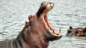 'हिप्पो ने मुझे पूरा निगल लिया था' जब हिप्पो ने निगल लिया जिंदा इंसान! टूर गाइड की रूह कंपा देने वाली दास्ता