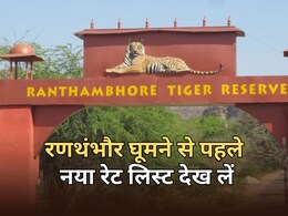 1 अप्रैल से रणथंभौर में महंगा होगा बाघों का दीदार, बढ़ा 10 प्रतिशत रेट... यहां देखें पूरी लिस्ट
