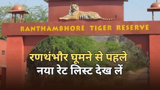 1 अप्रैल से रणथंभौर में महंगा होगा बाघों का दीदार, बढ़ा 10 प्रतिशत रेट... यहां देखें पूरी लिस्ट