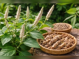 विदेशी सुपरफूड का देसी जवाब, गांव में उगने वाली ये एक जड़ी-बूटी सेहत के लिए किसी खजाने से कम नहीं