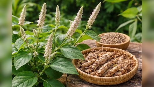 विदेशी सुपरफूड का देसी जवाब, गांव में उगने वाली ये एक जड़ी-बूटी सेहत के लिए किसी खजाने से कम नहीं