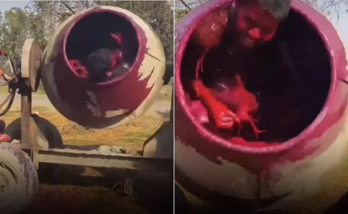 होली खेलने का ये कैसा तरीका! रंग से भरे सीमेंट मिक्सर में डालकर घुमाया, अंदर नाचता दिखा लड़का