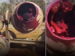 होली खेलने का ये कैसा तरीका! रंग से भरे सीमेंट मिक्सर में डालकर घुमाया, अंदर नाचता दिखा लड़का