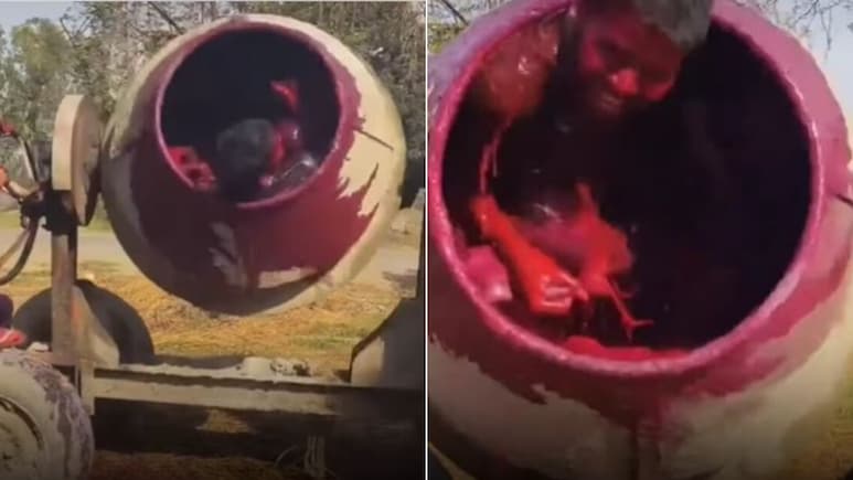 होली खेलने का ये कैसा तरीका! रंग से भरे सीमेंट मिक्सर में डालकर घुमाया, अंदर नाचता दिखा लड़का