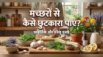 शाम होते ही घर की खिड़की और दरवाजे से हमला बोलते हैं मच्छर, तो आज ही करें यह देसी उपाय...