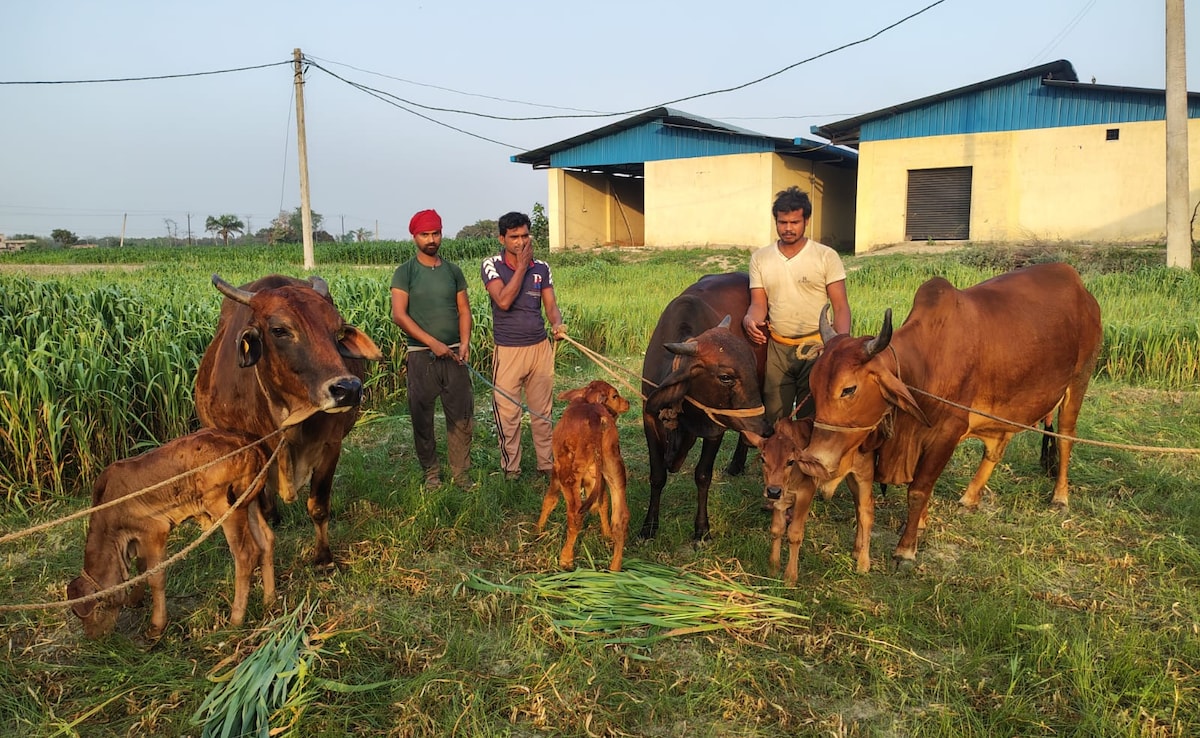 पूर्वी भारत में पहली बार IVF तकनीक से साहीवाल गाय ने दिया बच्चे को जन्म, बिहार के पूसा विश्वविद्यालय ने रचा इतिहास