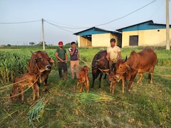 पूर्वी भारत में पहली बार IVF तकनीक से साहीवाल गाय ने दिया बच्चे को जन्म, बिहार के पूसा विश्वविद्यालय ने रचा इतिहास