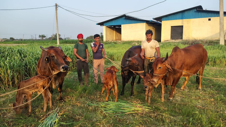 पूर्वी भारत में पहली बार IVF तकनीक से साहीवाल गाय ने दिया बच्चे को जन्म, बिहार के पूसा विश्वविद्यालय ने रचा इतिहास