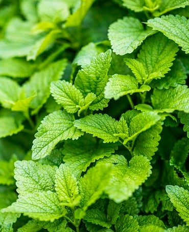 Plants That Repel Mosquitoes