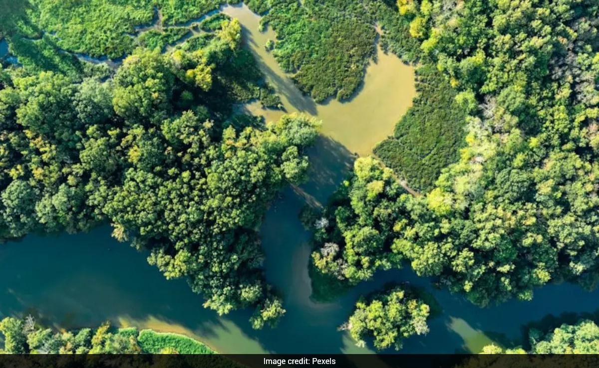 The Art of Baking: From Classic Bread to Artisan Pastries