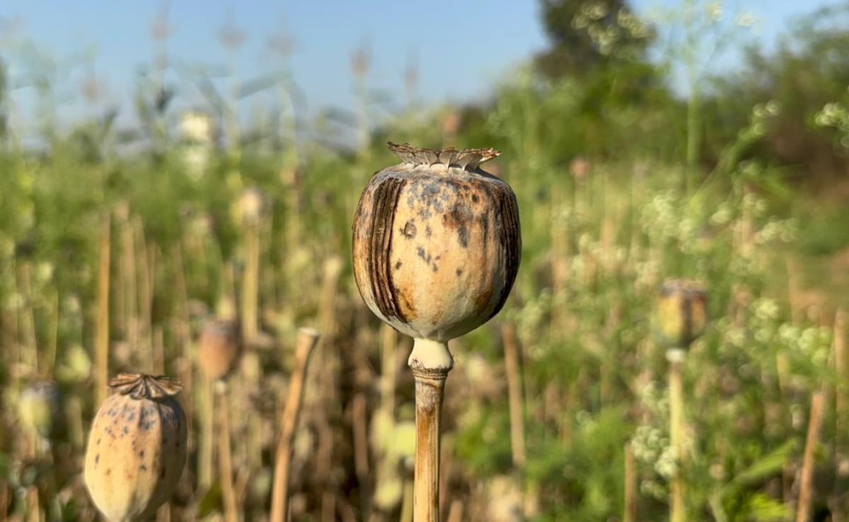 The Art of Baking: From Classic Bread to Artisan Pastries