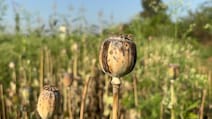BJP Leader Suspended After Illegal Opium Cultivation Found In Chhattisgarh Farmhouse
