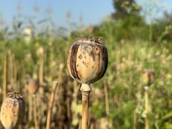 BJP Leader Suspended After Illegal Opium Cultivation Found In Chhattisgarh Farmhouse