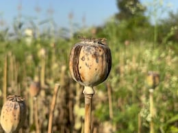 BJP Leader Suspended After Illegal Opium Cultivation Found In Chhattisgarh Farmhouse