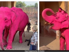 जयपुर की वायरल पिंक हथिनी की कैसे हुई मौत? पोस्टमार्टम रिपोर्ट में आ गई सारी सच्चाई