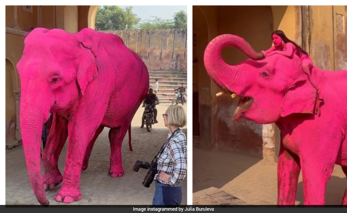 Artist At Centre Of Pink Elephant Row Breaks Silence, Starts Support Campaign: "False Claims For Hype"