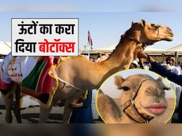 ब्यूटी कॉन्टेस्ट के लिए ऊंटों का करा दिया बोटॉक्स और लिप फिलर, शक के बाद हुई जांच, 20 ऊंट हुए बाहर