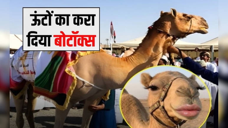 ब्यूटी कॉन्टेस्ट के लिए ऊंटों का करा दिया बोटॉक्स और लिप फिलर, शक के बाद हुई जांच, 20 ऊंट हुए बाहर