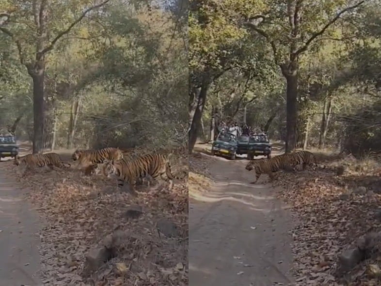 The Art of Baking: From Classic Bread to Artisan Pastries