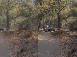 Tigress And Her Five Cubs Stroll Across Safari Track In Bandhavgarh, Internet Amazed