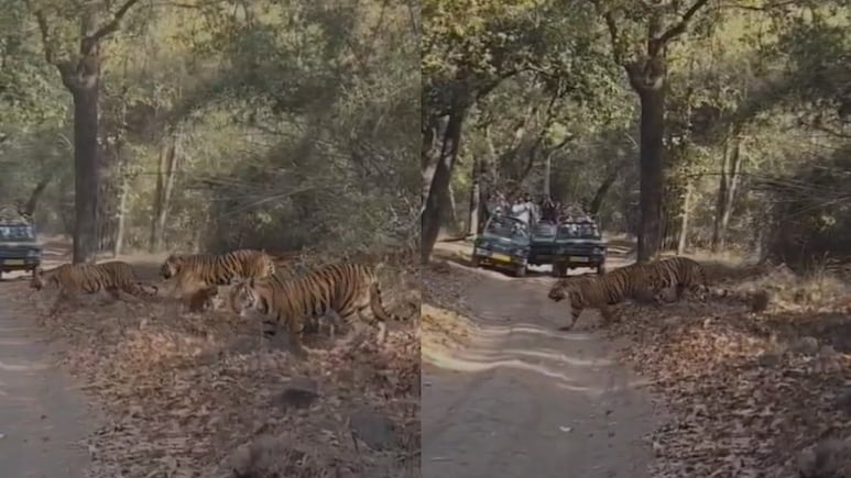 Tigress And Her Five Cubs Stroll Across Safari Track In Bandhavgarh, Internet Amazed