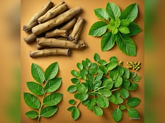 मोरिंगा-तुलसी और अश्वगंधा के सेवन से कौन सी बीमारी दूर होती है? डॉक्टर ने बताया...