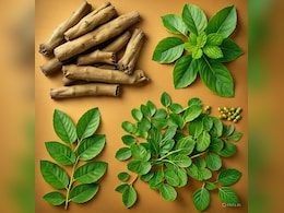 मोरिंगा-तुलसी और अश्वगंधा के सेवन से कौन सी बीमारी दूर होती है? डॉक्टर ने बताया...