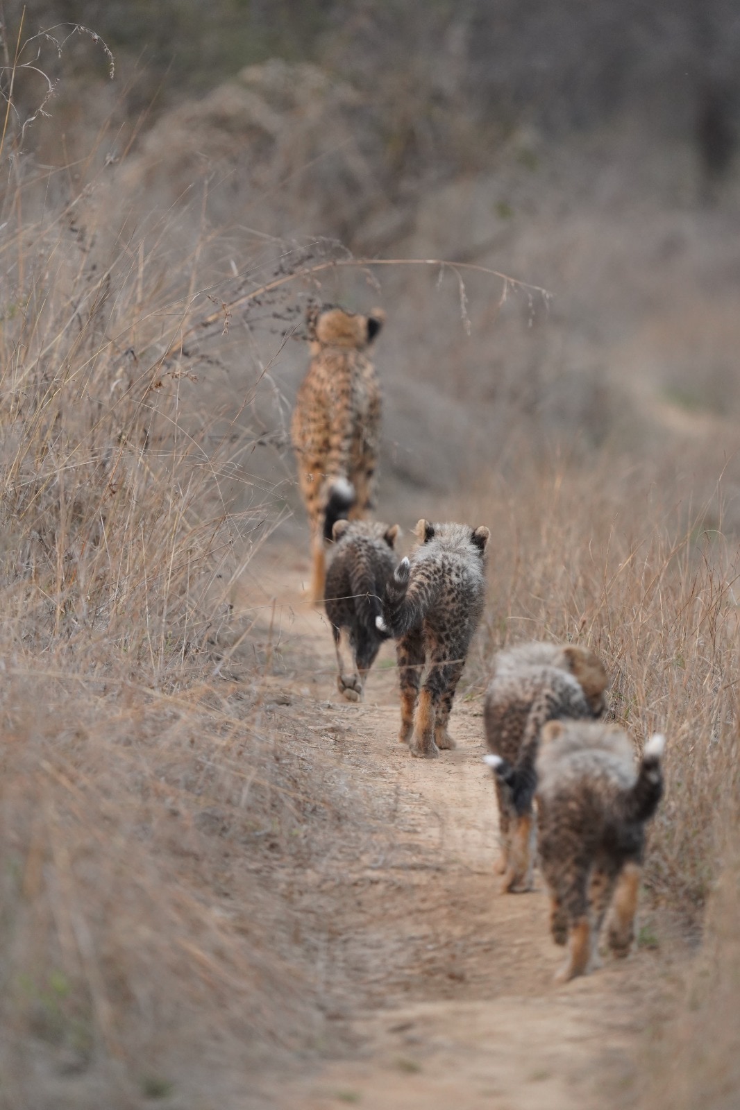 India First Born Cheetah Mukhi at Kuno MP India First Born Cheetah Mukhi at Kuno MP