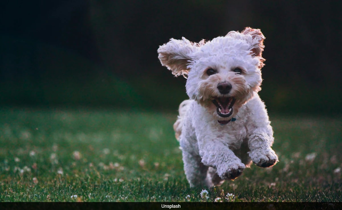 Designer Dogs Show More Behaviour Issues Than Some Pure Breeds: Study