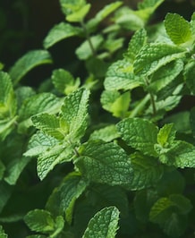 8 Different Uses Of Mint Leaves