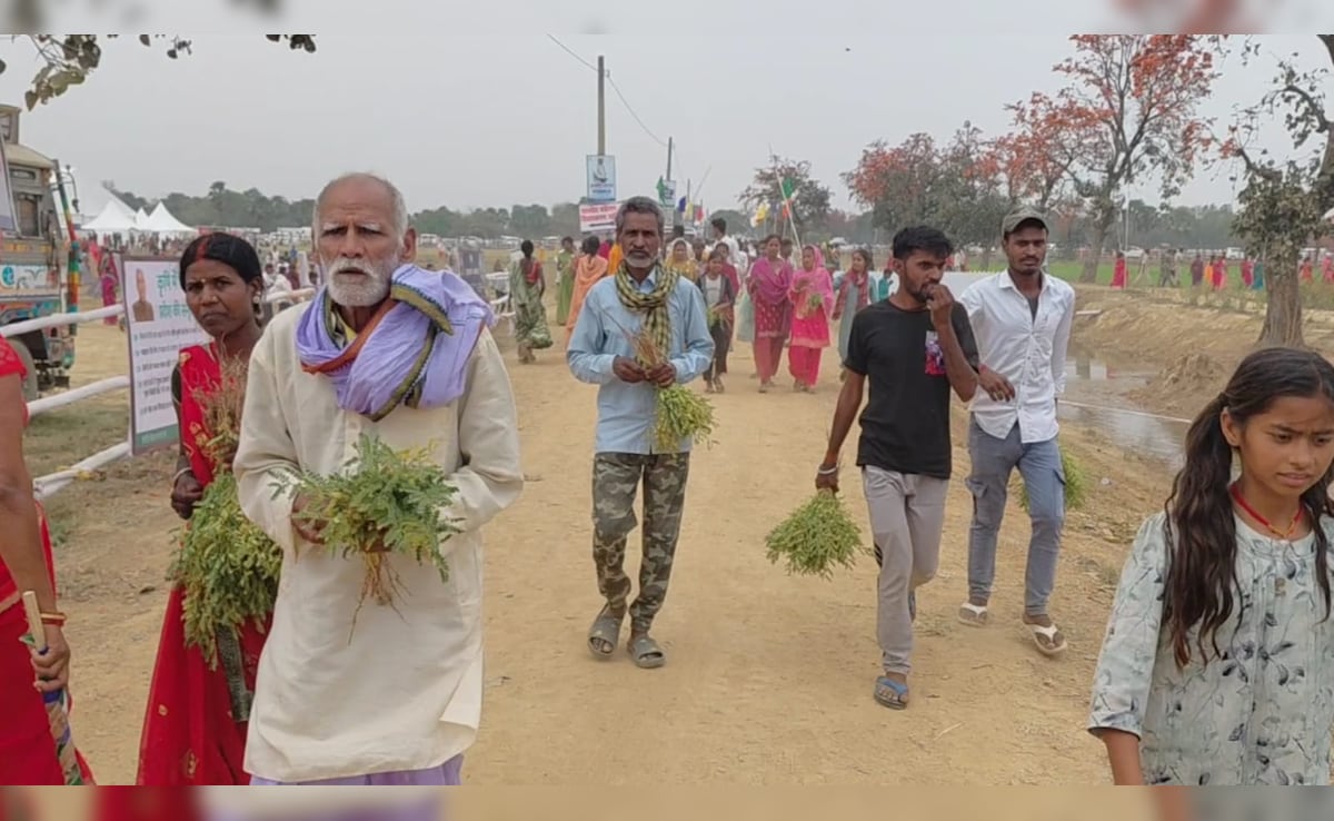 समृद्धि यात्रा में 'बहार' है, हरे चने की लूट! CM का भाषण चलता रहा, जनता खेत साफ करती रही