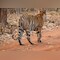 Tiger From Ranthambore Strays Near Hotel In Rajasthan's Sawai Madhopur