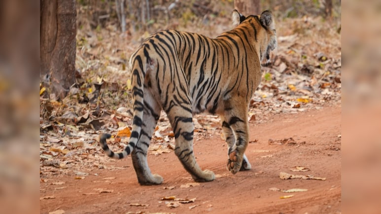Tiger From Ranthambore Strays Near Hotel In Rajasthan's Sawai Madhopur