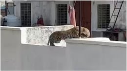 Reengus Leopard Attack: 'बिना वजह घर से बाहर न निकलें', रींगस में तेंदुए ने महिला पर किया हमला, प्रशासन ने जारी किया अलर्ट