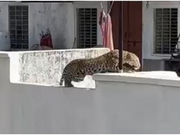 Reengus Leopard Attack: 'बिना वजह घर से बाहर न निकलें', रींगस में तेंदुए ने महिला पर किया हमला, प्रशासन ने जारी किया अलर्ट