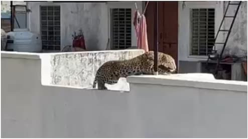 Reengus Leopard Attack: 'बिना वजह घर से बाहर न निकलें', रींगस में तेंदुए ने महिला पर किया हमला, प्रशासन ने जारी किया अलर्ट