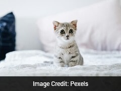 बिल्ली को खाना खिलाकर कमा लिए 20 लाख रुपये! चीन के शख्स की कमाई ने चौंकाया, जानिए कैसे