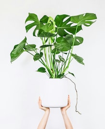 How To Care For Monstera Plants - 8 Points