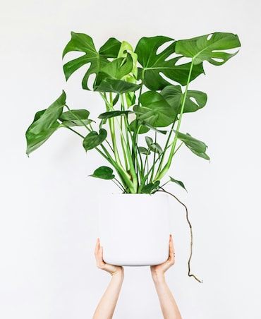 How To Care For Monstera Plants - 8 Points