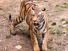 अब 24 घंटे में मिलेगी फोरेंसिक रिपोर्ट, बिना बेहोश किए होगा टाइगर का इलाज; रणथंभौर में बना राजस्थान का पहला टाइगर रिजर्व वेटेनरी हॉस्पिटल