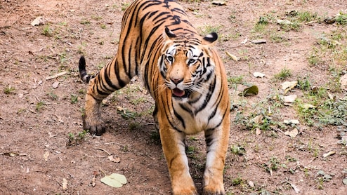 अब 24 घंटे में मिलेगी फोरेंसिक रिपोर्ट, बिना बेहोश किए होगा टाइगर का इलाज; रणथंभौर में बना राजस्थान का पहला टाइगर रिजर्व वेटेनरी हॉस्पिटल