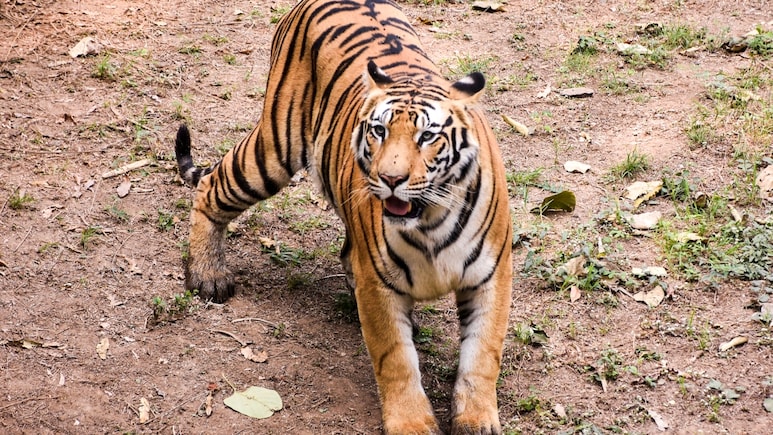 अब 24 घंटे में मिलेगी फोरेंसिक रिपोर्ट, बिना बेहोश किए होगा टाइगर का इलाज; रणथंभौर में बना राजस्थान का पहला टाइगर रिजर्व वेटेनरी हॉस्पिटल