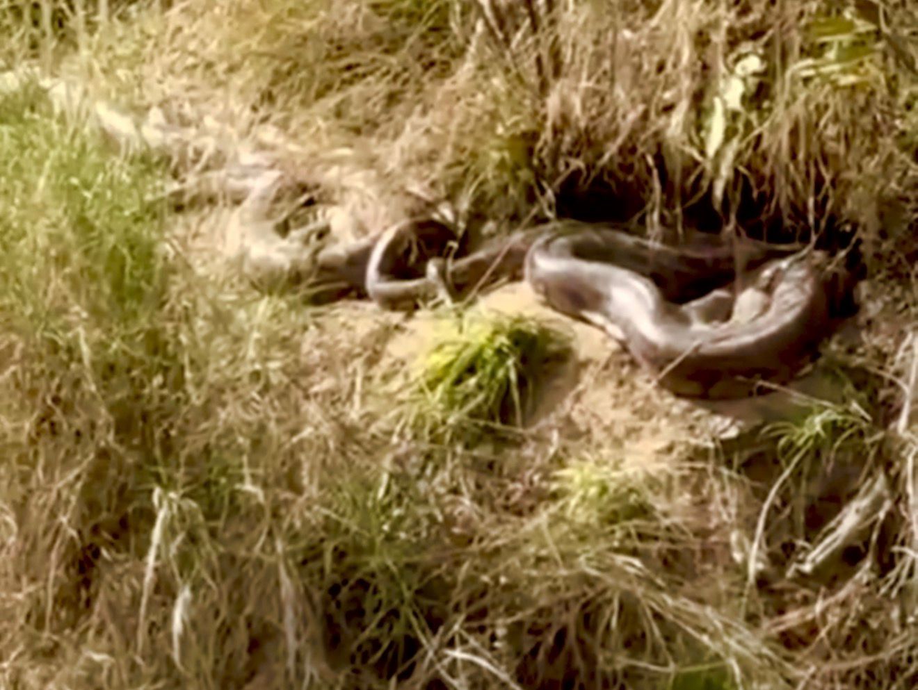 पेड़ की जड़ की तरह लिपटे पड़े थे 15-15 फुट के दो अजगर, ऊना का खौफनाक वीडियो वायरल