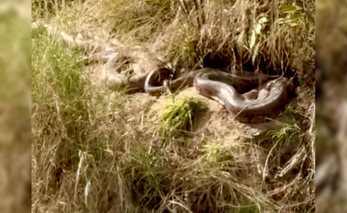 पेड़ की जड़ की तरह लिपटे पड़े थे 15-15 फुट के दो अजगर, ऊना का खौफनाक वीडियो वायरल