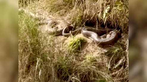 पेड़ की जड़ की तरह लिपटे पड़े थे 15-15 फुट के दो अजगर, ऊना का खौफनाक वीडियो वायरल