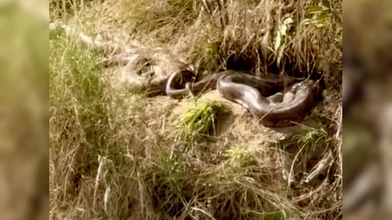 पेड़ की जड़ की तरह लिपटे पड़े थे 15-15 फुट के दो अजगर, ऊना का खौफनाक वीडियो वायरल
