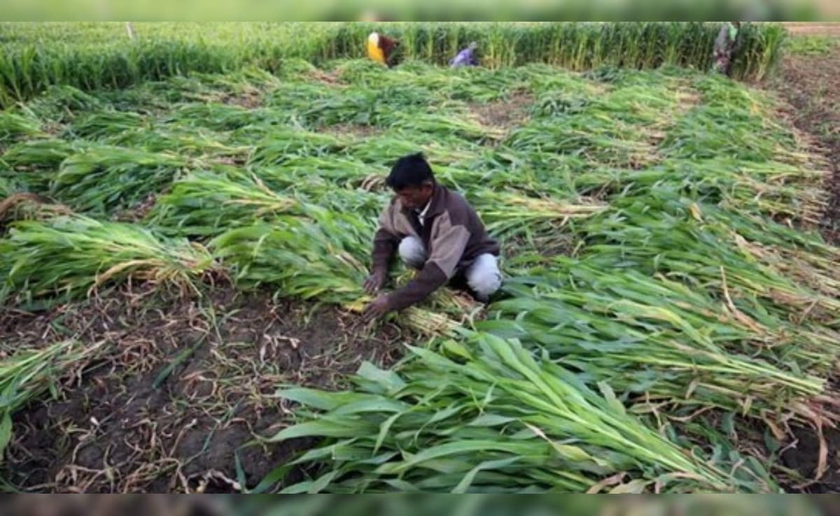 बारिश से फसल खराब होने पर सरकार उठाएगी खर्च, जानें क्या है PM Fasal Bima Yojana, कैसे उठा सकते हैं किसान इसका लाभ