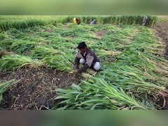 बारिश से फसल खराब होने पर सरकार उठाएगी खर्च, जानें क्या है PM Fasal Bima Yojana, कैसे उठा सकते हैं किसान इसका लाभ